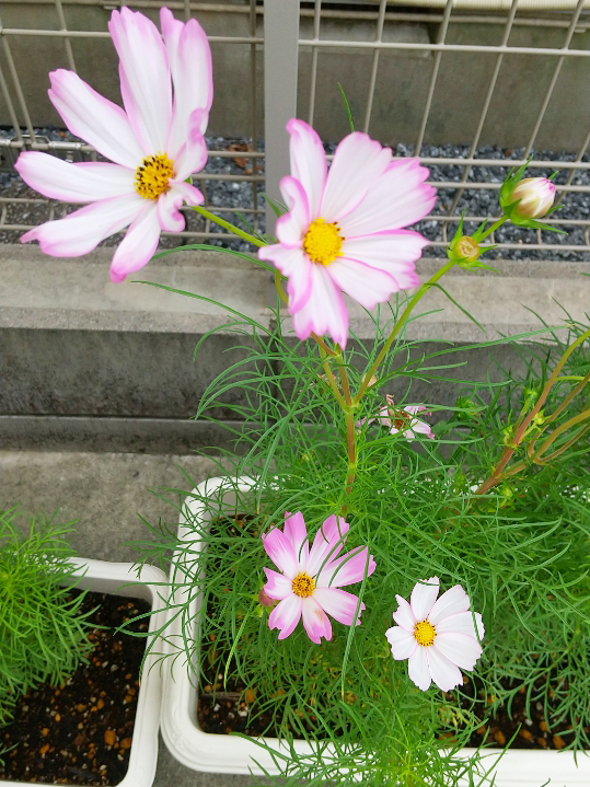 秋の訪れ♪秋桜が開花し始めました